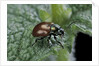 Chrysolina polita (leaf beetle) by Anonymous