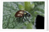 Chrysolina polita (leaf beetle) by Anonymous