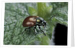 Chrysolina polita (leaf beetle) by Anonymous