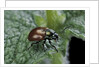 Chrysolina polita (leaf beetle) by Anonymous