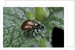Chrysolina polita (leaf beetle) by Anonymous