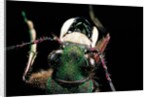 Cicindela campestris (green tiger beetle) by Anonymous