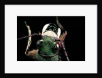 Cicindela campestris (green tiger beetle) by Anonymous
