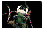 Cicindela campestris (green tiger beetle) by Anonymous