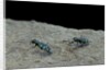 Cicindela gallica (tiger beetle) by Anonymous