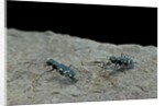 Cicindela gallica (tiger beetle) by Anonymous