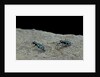 Cicindela gallica (tiger beetle) by Anonymous