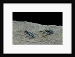Cicindela gallica (tiger beetle) by Anonymous