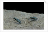 Cicindela gallica (tiger beetle) by Anonymous