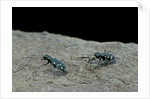 Cicindela gallica (tiger beetle) by Anonymous