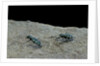 Cicindela gallica (tiger beetle) by Anonymous