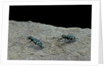 Cicindela gallica (tiger beetle) by Anonymous