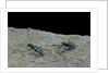 Cicindela gallica (tiger beetle) by Anonymous