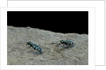 Cicindela gallica (tiger beetle) by Anonymous