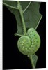 Cimbex femoratus (birch sawfly) - larva (false caterpillar) by Anonymous