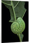 Cimbex femoratus (birch sawfly) - larva (false caterpillar) by Anonymous
