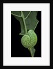 Cimbex femoratus (birch sawfly) - larva (false caterpillar) by Anonymous