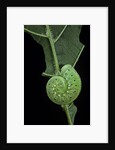 Cimbex femoratus (birch sawfly) - larva (false caterpillar) by Anonymous