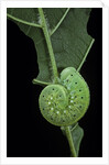Cimbex femoratus (birch sawfly) - larva (false caterpillar) by Anonymous