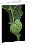 Cimbex femoratus (birch sawfly) - larva (false caterpillar) by Anonymous