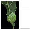 Cimbex femoratus (birch sawfly) - larva (false caterpillar) by Anonymous