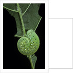 Cimbex femoratus (birch sawfly) - larva (false caterpillar) by Anonymous