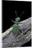 Cicindela campestris (green tiger beetle) by Anonymous