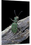 Cicindela campestris (green tiger beetle) by Anonymous