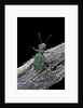 Cicindela campestris (green tiger beetle) by Anonymous