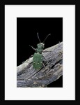 Cicindela campestris (green tiger beetle) by Anonymous