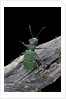 Cicindela campestris (green tiger beetle) by Anonymous