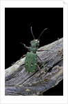Cicindela campestris (green tiger beetle) by Anonymous