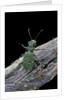 Cicindela campestris (green tiger beetle) by Anonymous
