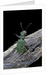 Cicindela campestris (green tiger beetle) by Anonymous