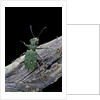 Cicindela campestris (green tiger beetle) by Anonymous