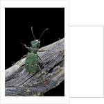 Cicindela campestris (green tiger beetle) by Anonymous