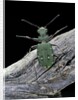Cicindela campestris (green tiger beetle) by Anonymous