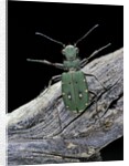 Cicindela campestris (green tiger beetle) by Anonymous