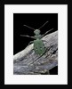 Cicindela campestris (green tiger beetle) by Anonymous
