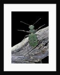 Cicindela campestris (green tiger beetle) by Anonymous