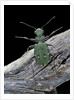 Cicindela campestris (green tiger beetle) by Anonymous