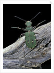 Cicindela campestris (green tiger beetle) by Anonymous
