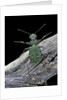 Cicindela campestris (green tiger beetle) by Anonymous