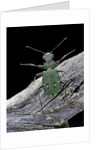 Cicindela campestris (green tiger beetle) by Anonymous
