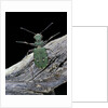 Cicindela campestris (green tiger beetle) by Anonymous