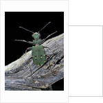 Cicindela campestris (green tiger beetle) by Anonymous