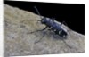 Cicindela hybrida (northern dune tiger beetle) by Anonymous