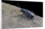 Cicindela hybrida (northern dune tiger beetle) by Anonymous
