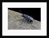 Cicindela hybrida (northern dune tiger beetle) by Anonymous