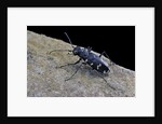 Cicindela hybrida (northern dune tiger beetle) by Anonymous